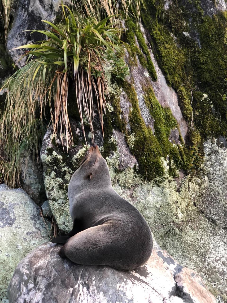 Hotel Milford Sound Overnight Cruise - Fiordland Discovery Exterior foto